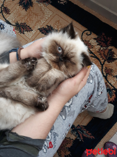 İran Kedisi (Persian), Kedi  İsot fotoğrafı