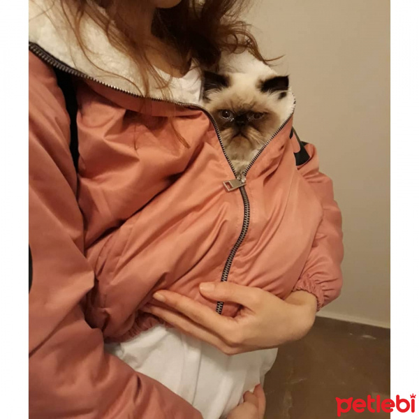 İran Kedisi (Persian), Kedi  İsot fotoğrafı