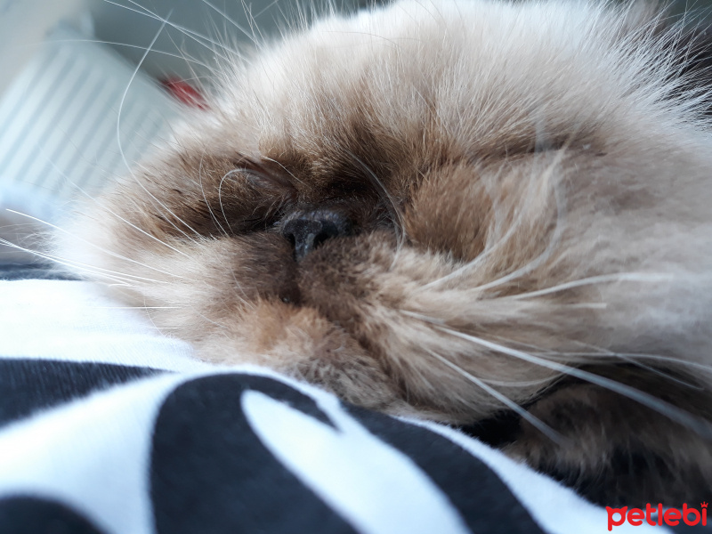İran Kedisi (Persian), Kedi  İsot fotoğrafı