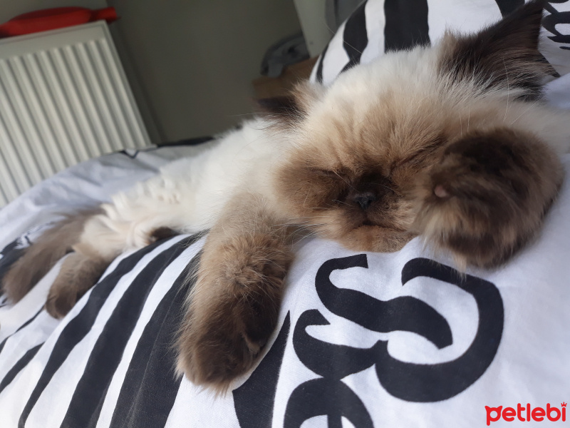 İran Kedisi (Persian), Kedi  İsot fotoğrafı