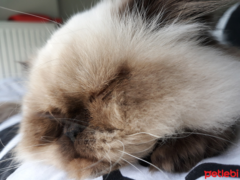 İran Kedisi (Persian), Kedi  İsot fotoğrafı