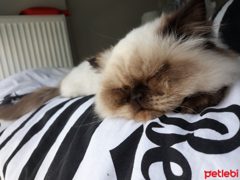 İran Kedisi (Persian), Kedi  İsot fotoğrafı