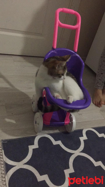 Tekir Kedi, Kedi  Miyo fotoğrafı