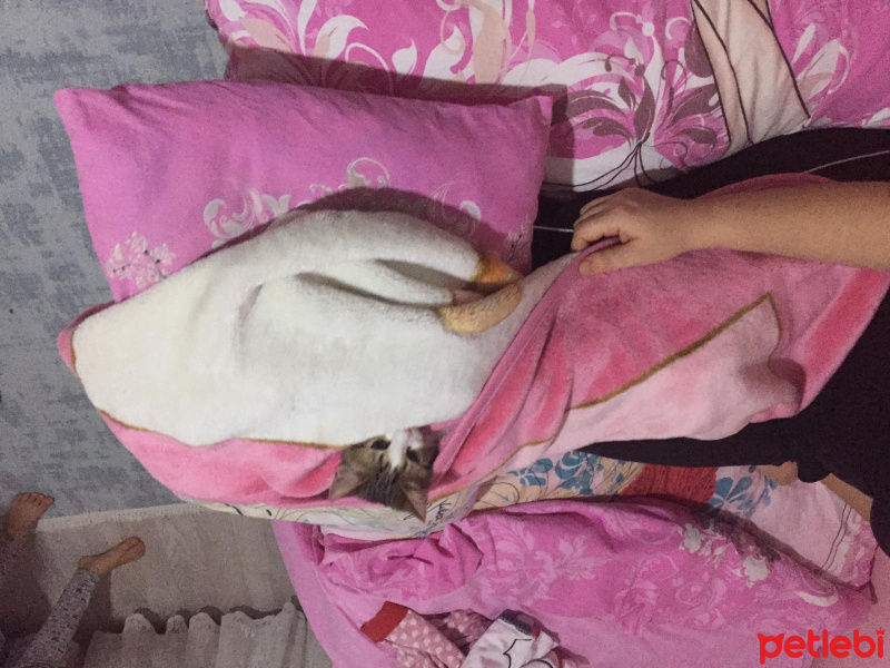Tekir Kedi, Kedi  Miyo fotoğrafı