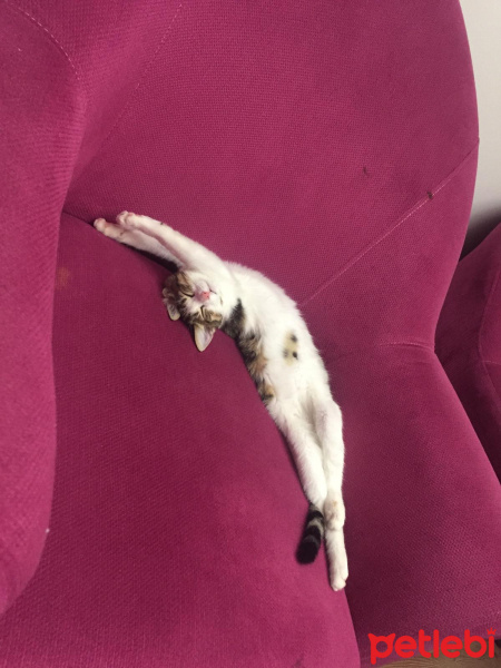 Tekir Kedi, Kedi  Miyo fotoğrafı