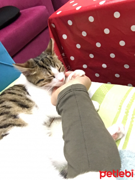 Tekir Kedi, Kedi  Miyo fotoğrafı