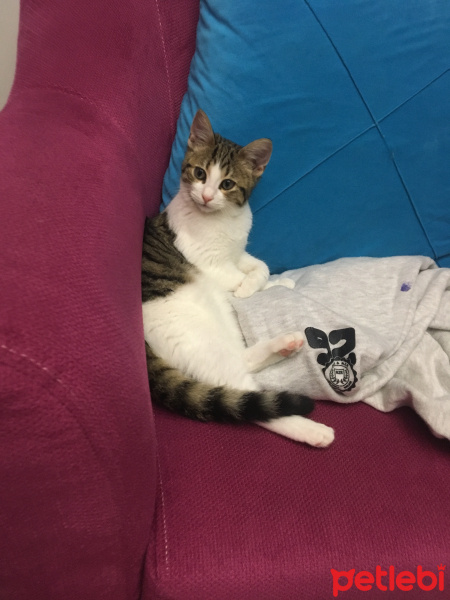 Tekir Kedi, Kedi  Miyo fotoğrafı