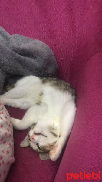 Tekir Kedi, Kedi  Miyo fotoğrafı