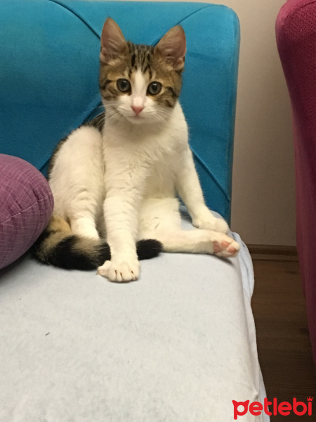 Tekir Kedi, Kedi  Miyo fotoğrafı