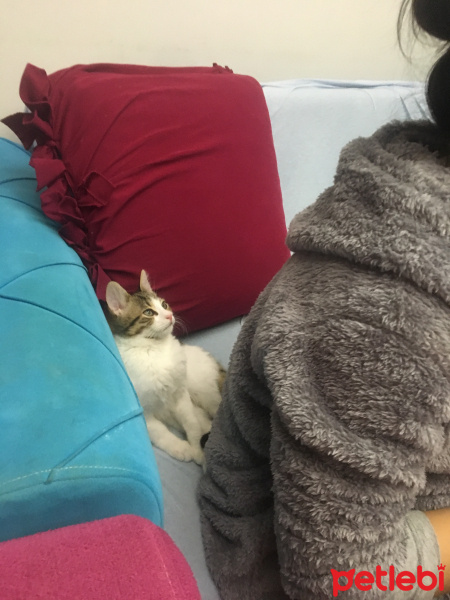 Tekir Kedi, Kedi  Miyo fotoğrafı