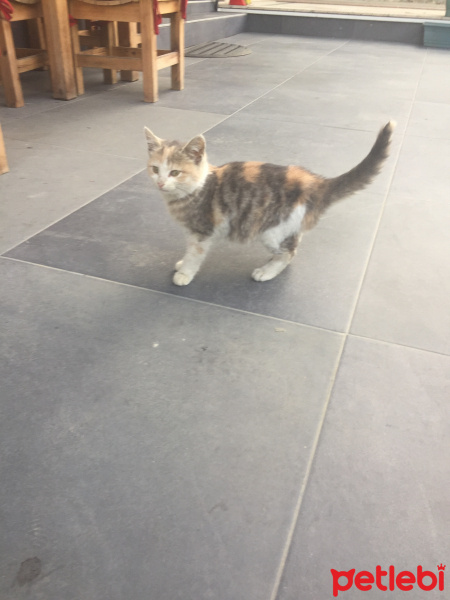 Soke, Kedi  Çiçek fotoğrafı