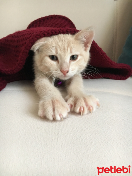 Tekir Kedi, Kedi  Karamel fotoğrafı