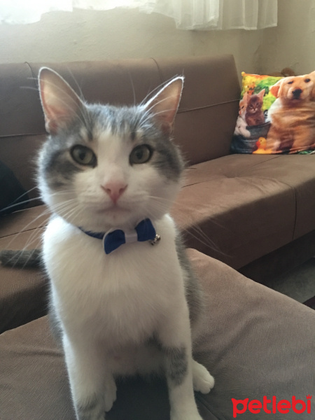 Tekir Kedi, Kedi  Paşam fotoğrafı