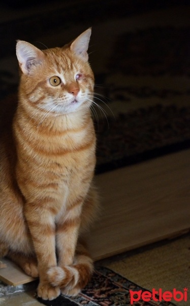 Tekir Kedi, Kedi  Boncuk fotoğrafı