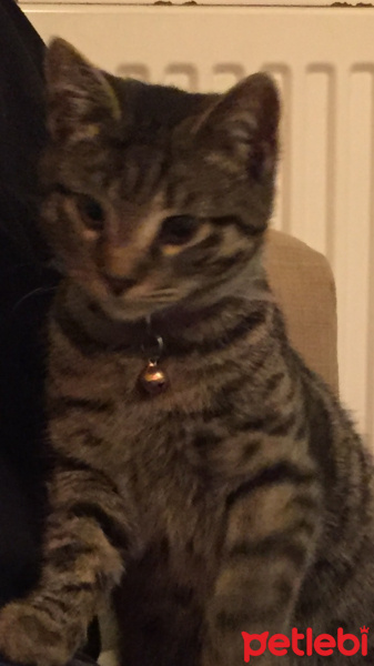 Tekir Kedi, Kedi  Odin fotoğrafı