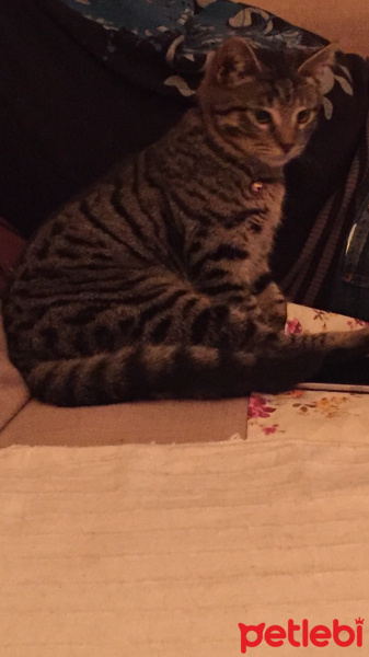 Tekir Kedi, Kedi  Odin fotoğrafı