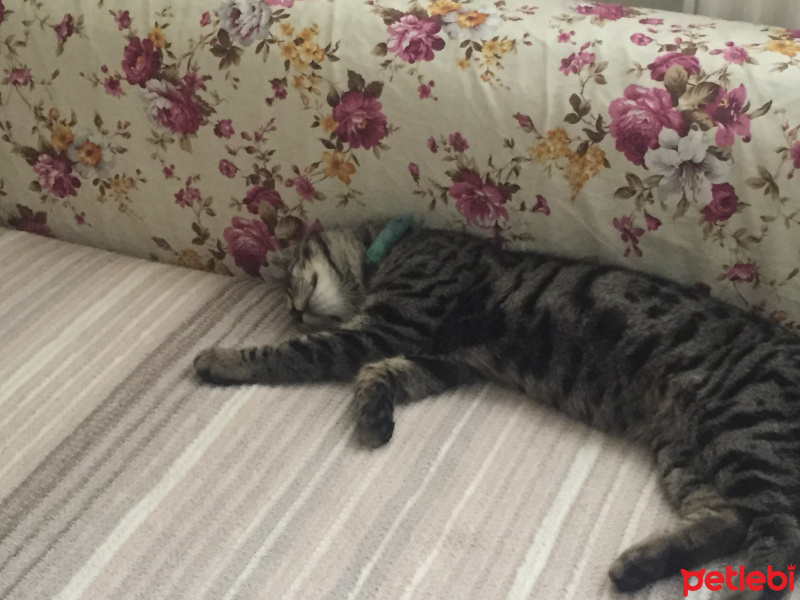 Tekir Kedi, Kedi  Odin fotoğrafı