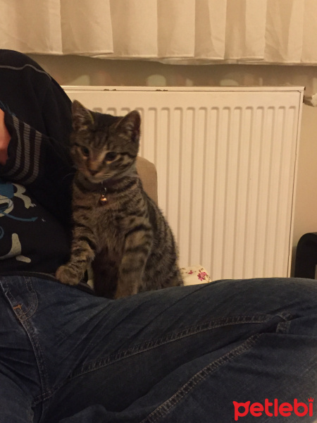 Tekir Kedi, Kedi  Odin fotoğrafı