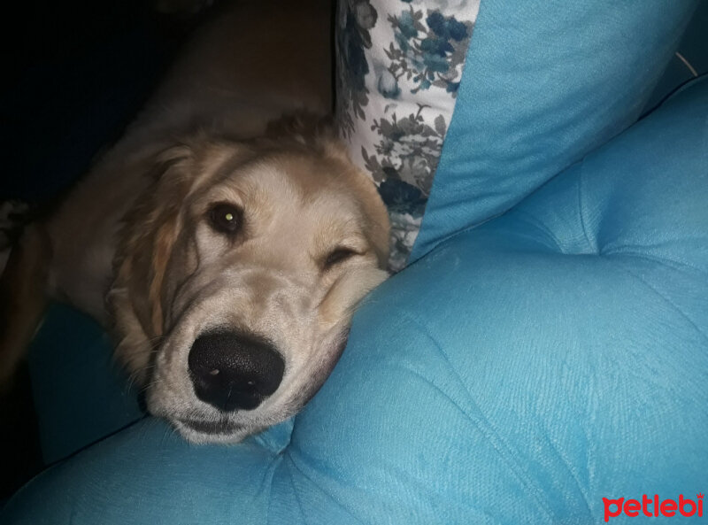 Golden Retriever, Köpek  Ponçik fotoğrafı