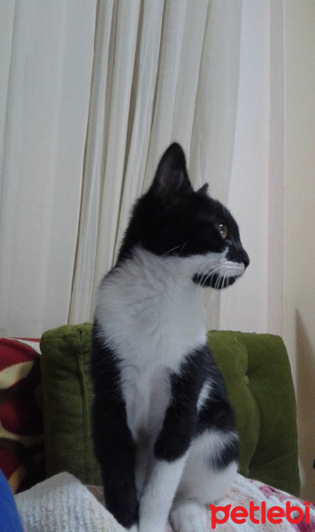 Tekir Kedi, Kedi  karabiber fotoğrafı