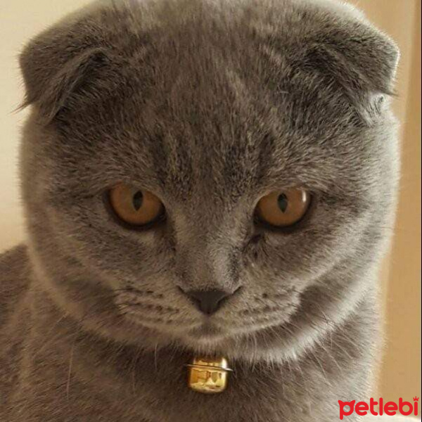 Scottish Fold, Kedi  Abidin fotoğrafı