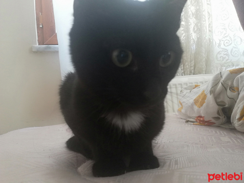 Tekir Kedi, Kedi  Salem fotoğrafı