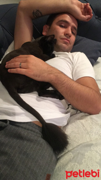 Tekir Kedi, Kedi  Şila fotoğrafı