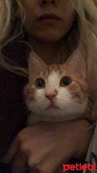 Tekir Kedi, Kedi  Leo fotoğrafı