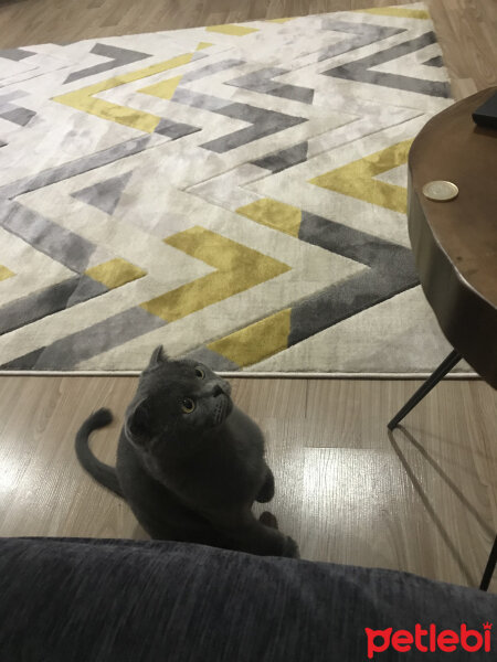 Scottish Fold, Kedi  Paşa fotoğrafı