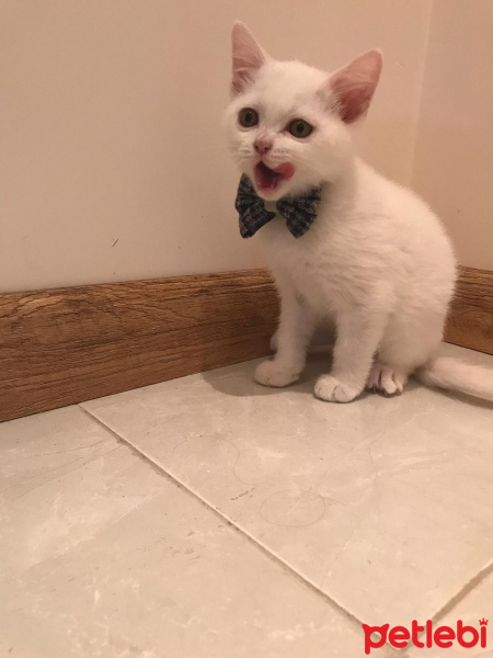 British Shorthair, Kedi  Venus fotoğrafı