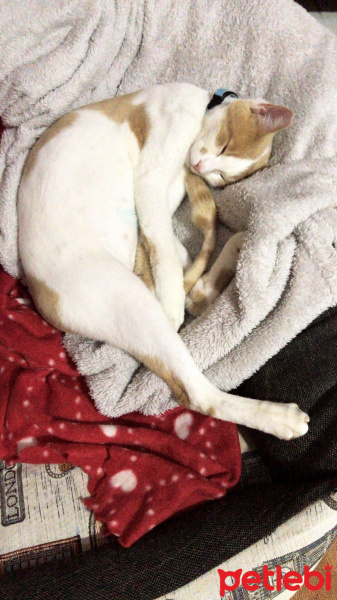 Tekir Kedi, Kedi  Minnoş fotoğrafı