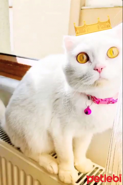 Scottish Fold, Kedi  Pamuk fotoğrafı