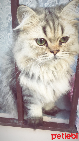 Chinchilla, Kedi  RİO fotoğrafı