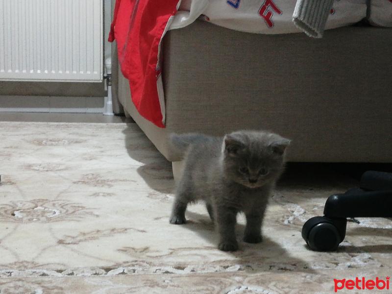 British Shorthair, Kedi  Junior fotoğrafı