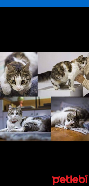 Norwegian Forest, Kedi  Eva fotoğrafı