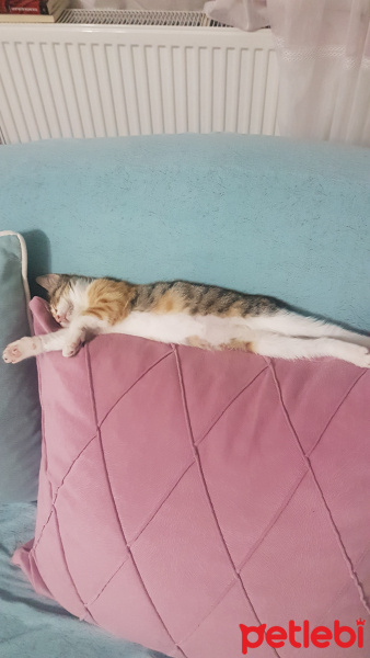 Tekir Kedi, Kedi  Yağmur fotoğrafı