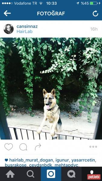 Alman Kalın Tüylü Pointer, Köpek  Carlos fotoğrafı