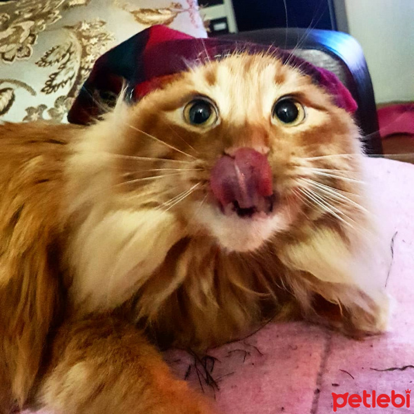 Sarman, Kedi  Tarçın fotoğrafı
