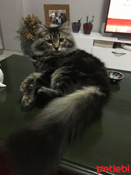 Tekir Kedi, Kedi  Peri fotoğrafı