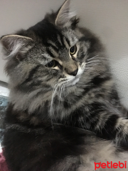 Tekir Kedi, Kedi  Peri fotoğrafı