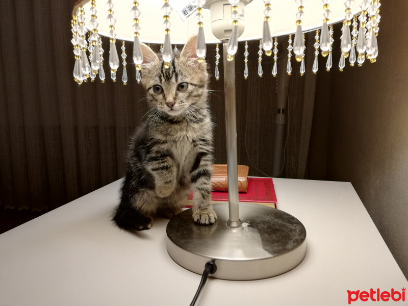 Tekir Kedi, Kedi  Müezza fotoğrafı