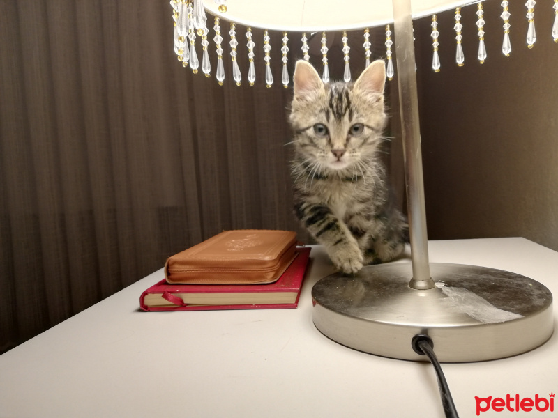 Tekir Kedi, Kedi  Müezza fotoğrafı