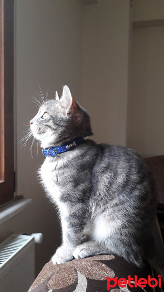 Tekir Kedi, Kedi  Rio fotoğrafı
