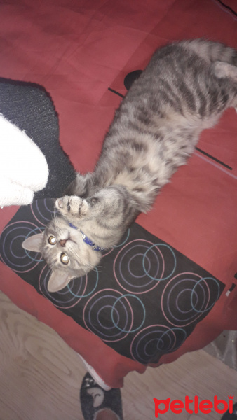 Tekir Kedi, Kedi  Rio fotoğrafı