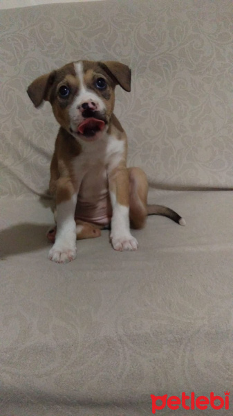 Amerikan Staffordshire Terrier, Köpek  Bihter fotoğrafı