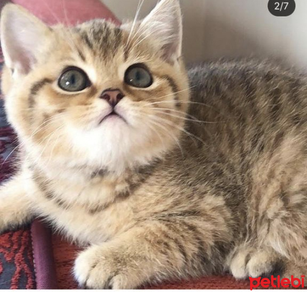 British Shorthair, Kedi  Kuyruk fotoğrafı