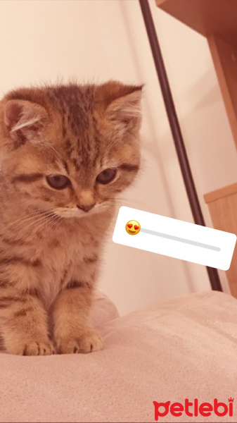British Shorthair, Kedi  Kuyruk fotoğrafı