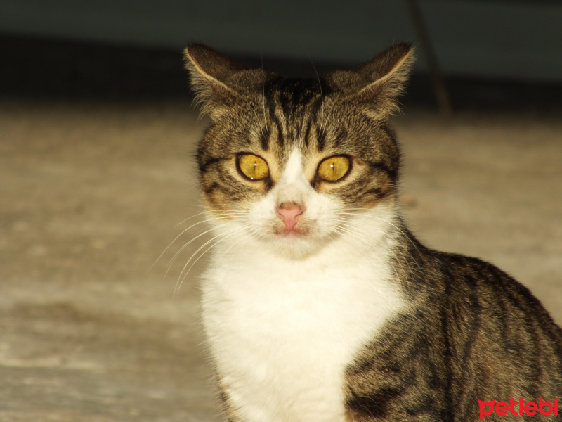 Tekir Kedi, Kedi  Güçlü fotoğrafı