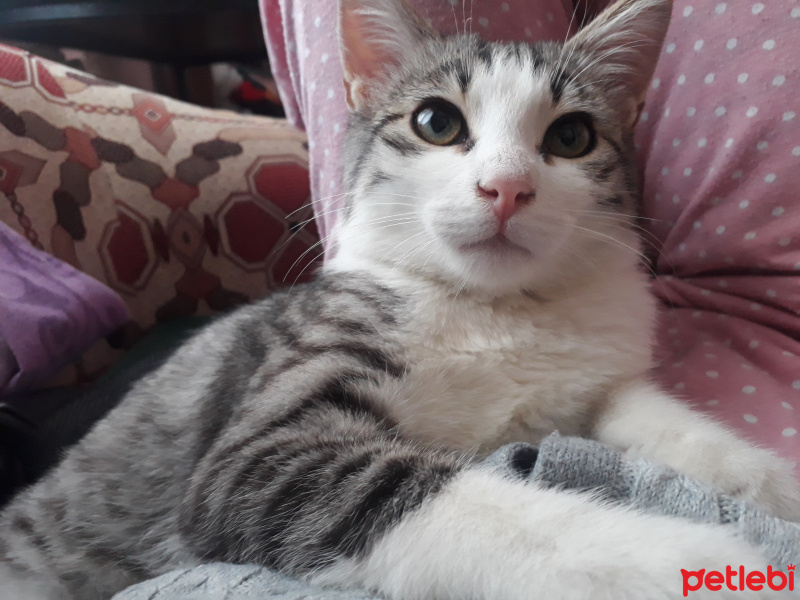 Tekir Kedi, Kedi  jülide fotoğrafı
