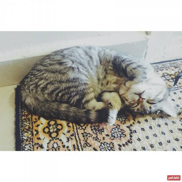 Tekir Kedi, Kedi  Gümüş fotoğrafı